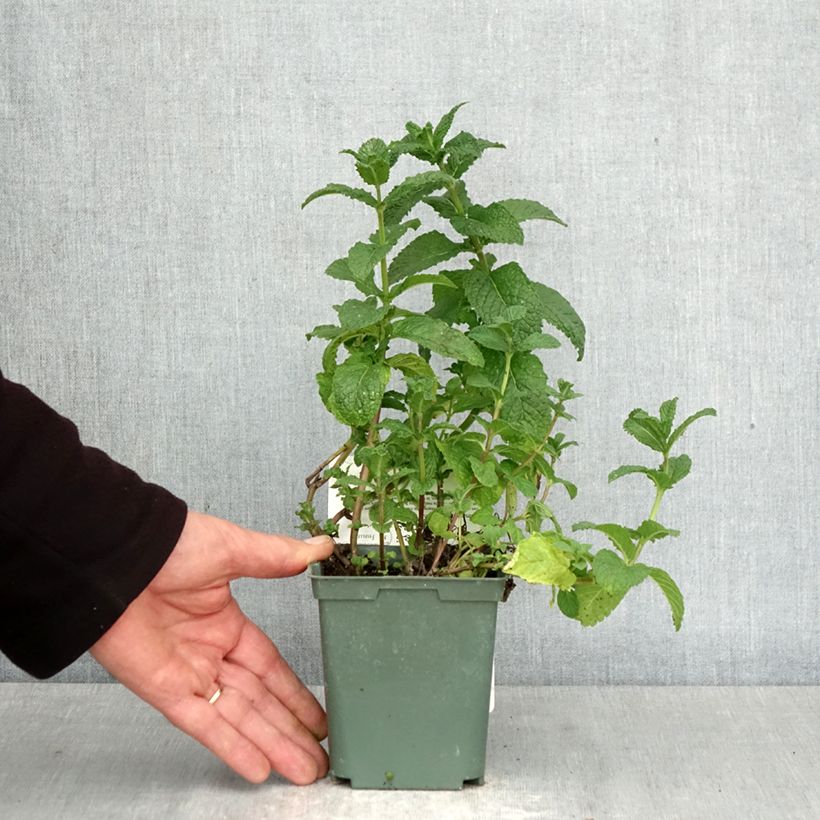Exemplar von Ähren-Minze Nannah - Mentha spicata Topf mit 1L/1,5L wie im Frühjahr geliefert