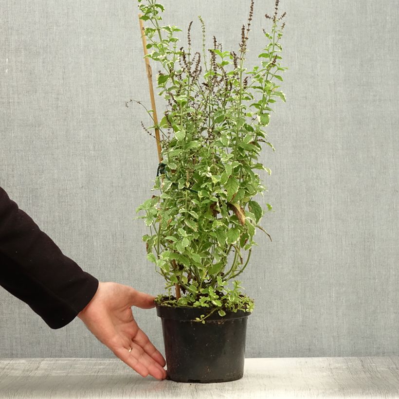 Exemplar von Menthe panachée - Mentha suaveolens Variegata Pot de 2L/3L wie im Herbst geliefert