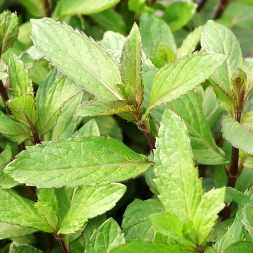 Pfefferminze Bio - Mentha piperita (Foliage)