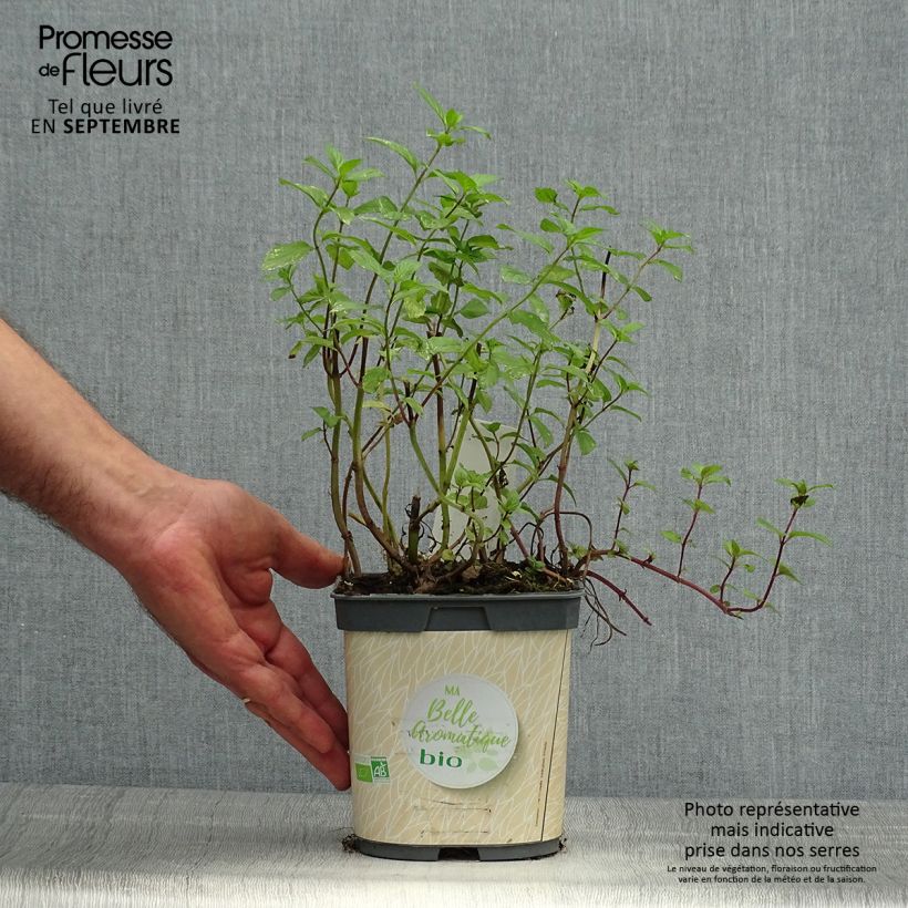Exemplar von Pfefferminze Bio - Mentha piperita Kleine Töpfe von 7/8 cm wie im Herbst geliefert