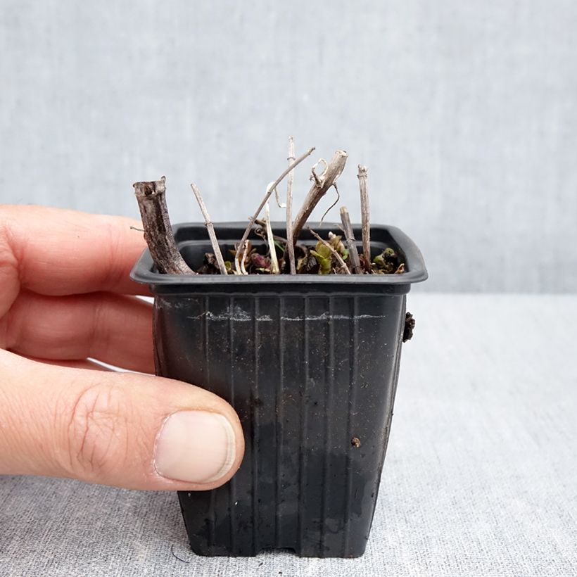 Example of Pfefferminze Romana Rossa - Mentha piperita Kleine Töpfe von 8/9 cm as you get in printemps