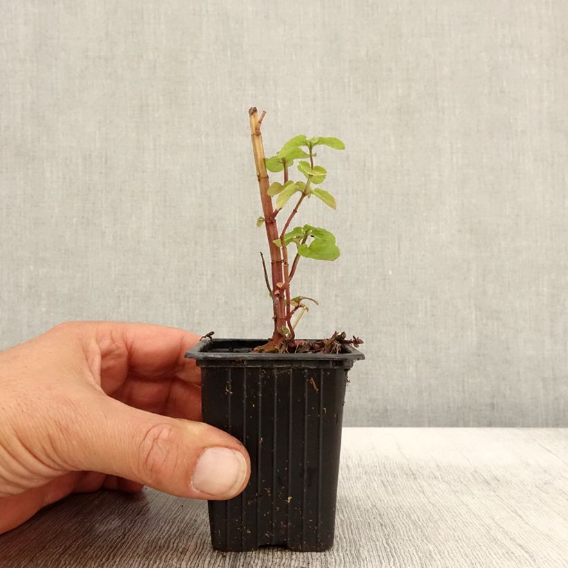 Exemplar von Rundblättrige Minze - Mentha rotundifolia Kleine Töpfe von 8/9 cm wie im Herbst geliefert