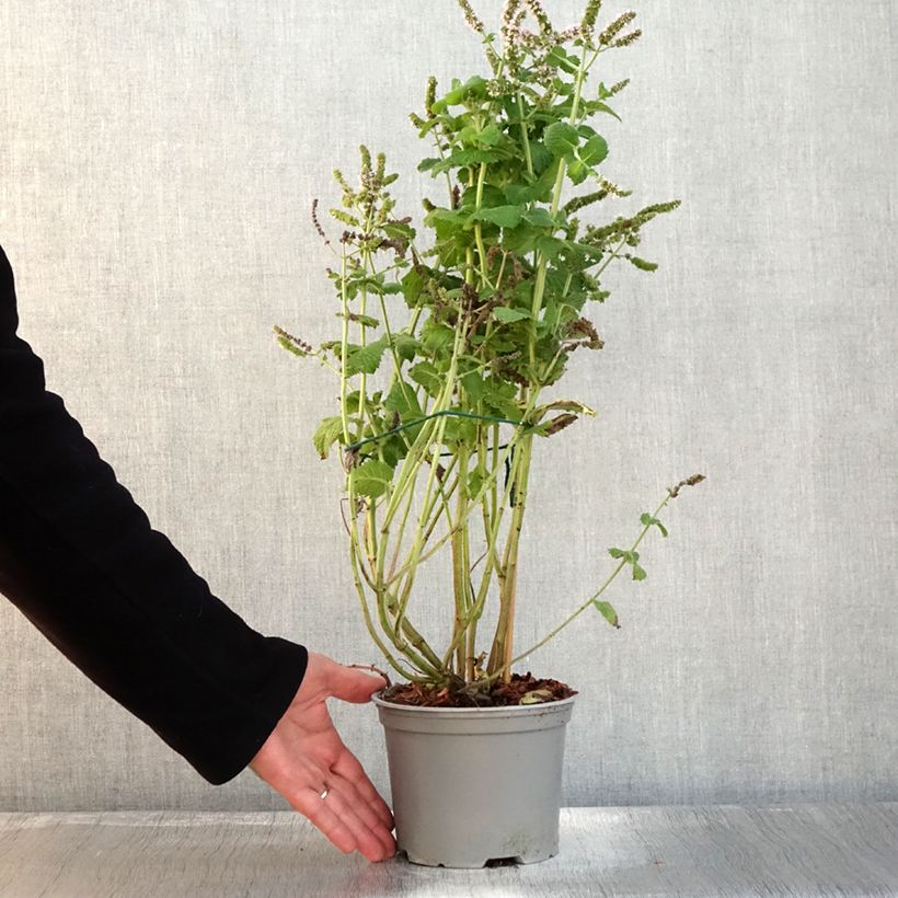 Exemplar von Menthe suave BIO - Mentha suaveolens Pot de 2L/3L wie im Herbst geliefert
