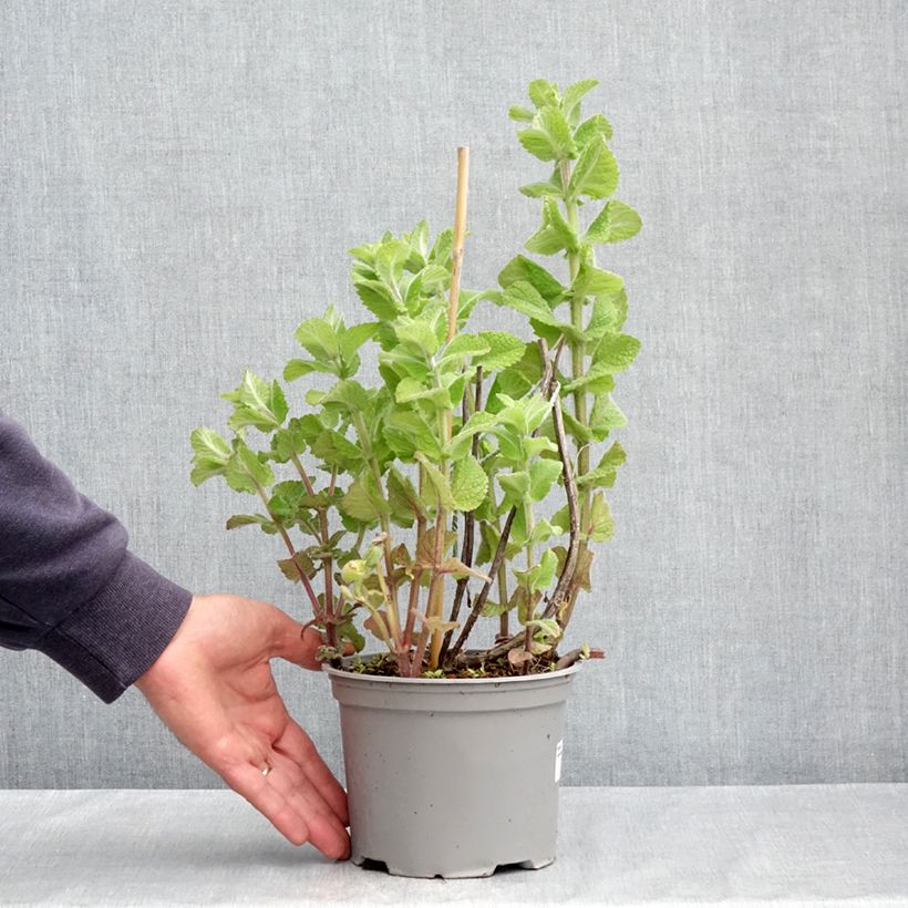 Example of Rundblättrige Minze - Mentha suaveolens Topf mit 2L/3L as you get in printemps