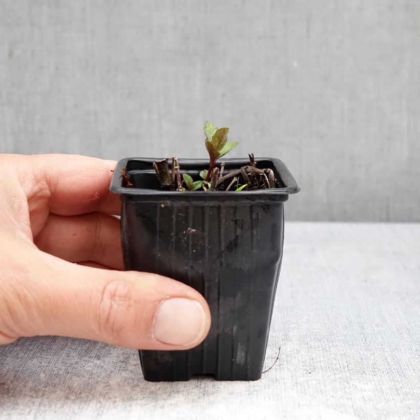 Exemplar von Suriso-Minze - Mentha suriso Kleine Töpfe von 8/9 cm wie im Frühjahr geliefert