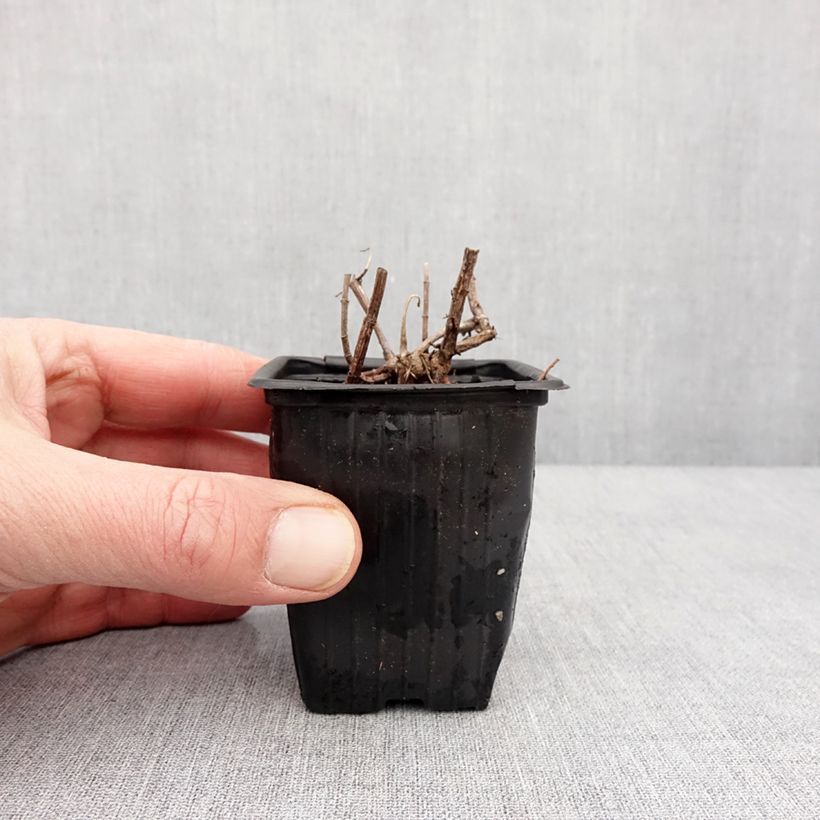 Example of Suriso-Minze - Mentha suriso Kleine Töpfe von 8/9 cm as you get in hiver