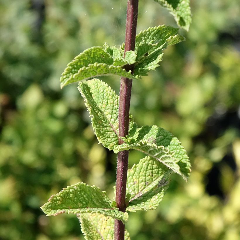 Ähren-Minze Tashkent - Mentha spicata (Foliage)