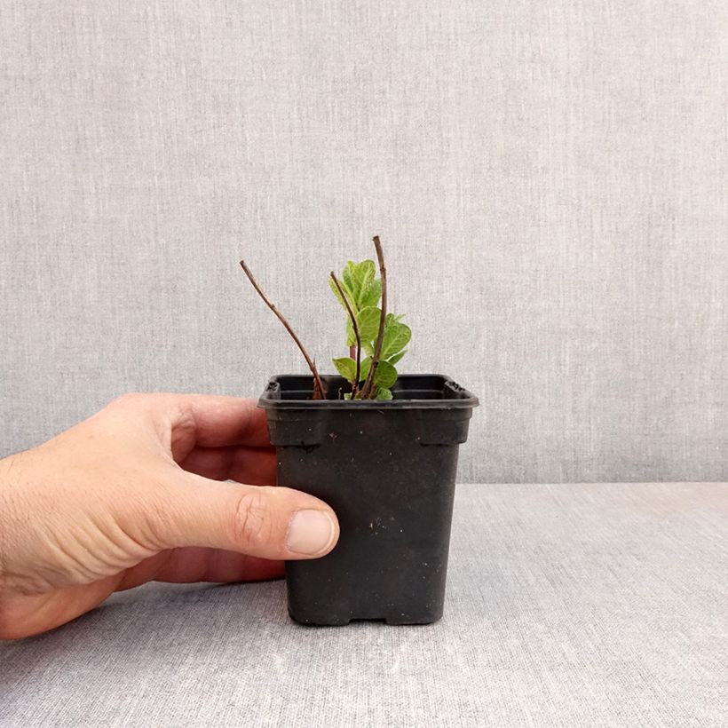 Example of Ähren-Minze Tashkent - Mentha spicata Kleine Töpfe von 8/9 cm as you get in printemps