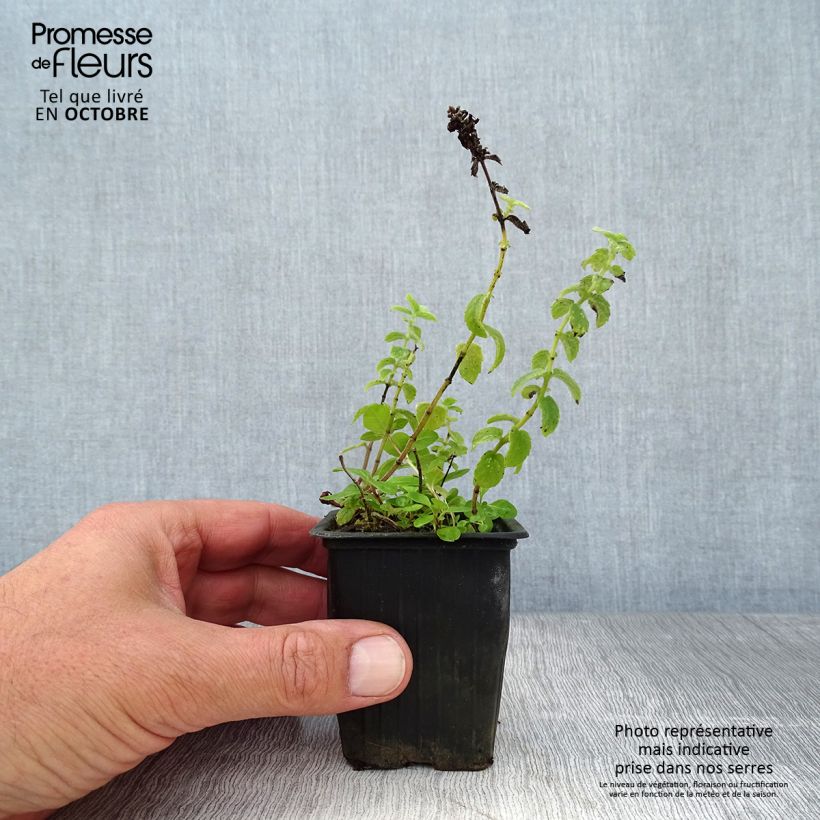 Exemplar von Feigen Minze - Mentha tomentosa Kleine Töpfe von 8/9 cm wie im Herbst geliefert