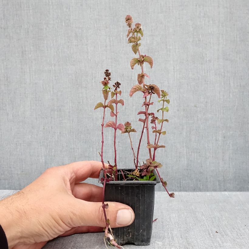Exemplar von Rote Minze rubra - Mentha smithiana Kleine Töpfe von 8/9 cm wie im Herbst geliefert