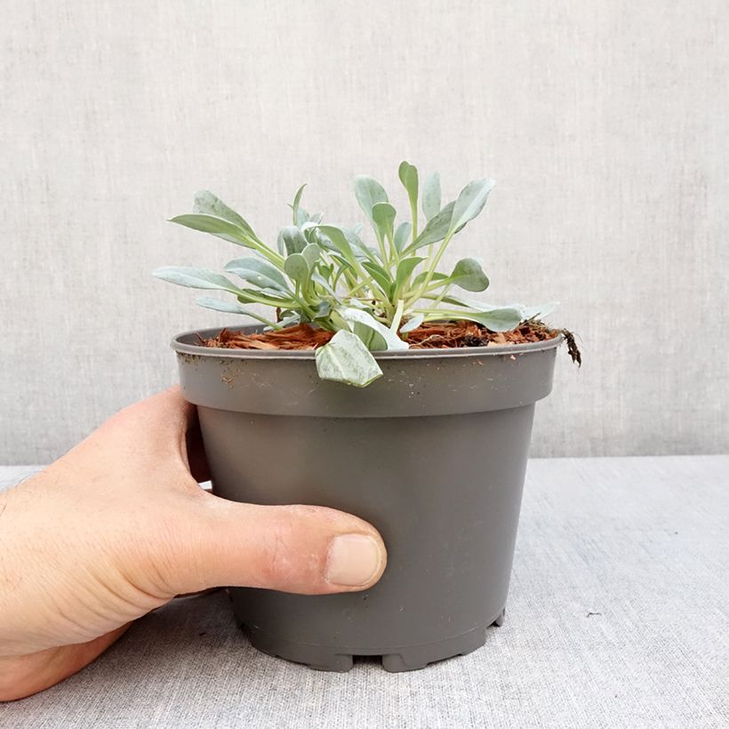 Example of Pferdezunge - Mertensia maritima Topf mit 1L/1,5L as you get in printemps