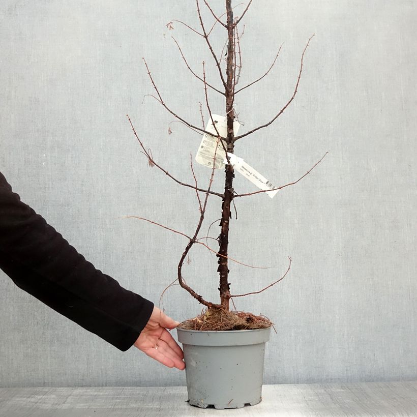 Exemplar von Metasequoia glyptostroboides Amber Glow Pot de 2L/3L wie im Herbst geliefert