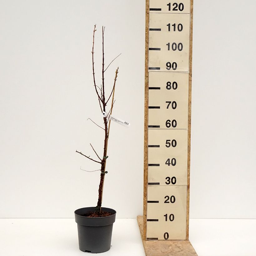 Exemplar von Metasequoia glyptostroboides Amber Glow  - Urweltmammutbaum Topf mit 4L/5L wie im Frühjahr geliefert