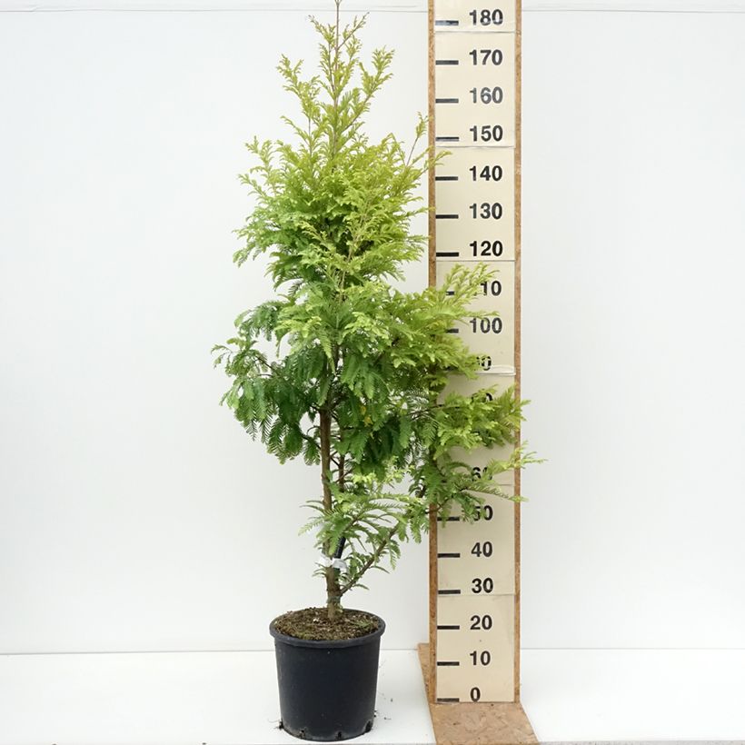 Exemplar von Metasequoia glyptostroboides Chubby - Urweltmammutbaum Topf mit 12L/15L wie im Sommer geliefert
