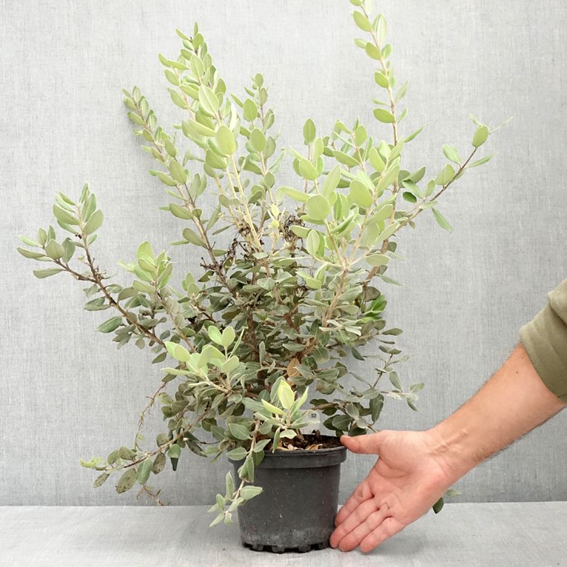 Exemplar von Metrosideros excelsa Aurea - Neuseeländischer Eisenholzbaum Topf mit 2L/3L wie im Sommer geliefert