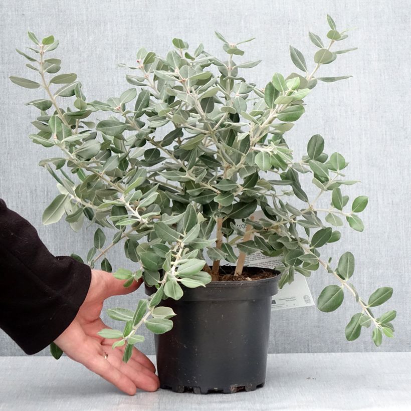 Exemplar von Metrosideros excelsa Aurea - Arbre de Noël de Nouvelle-Zélande Pot de 2L/3L wie im Winter geliefert