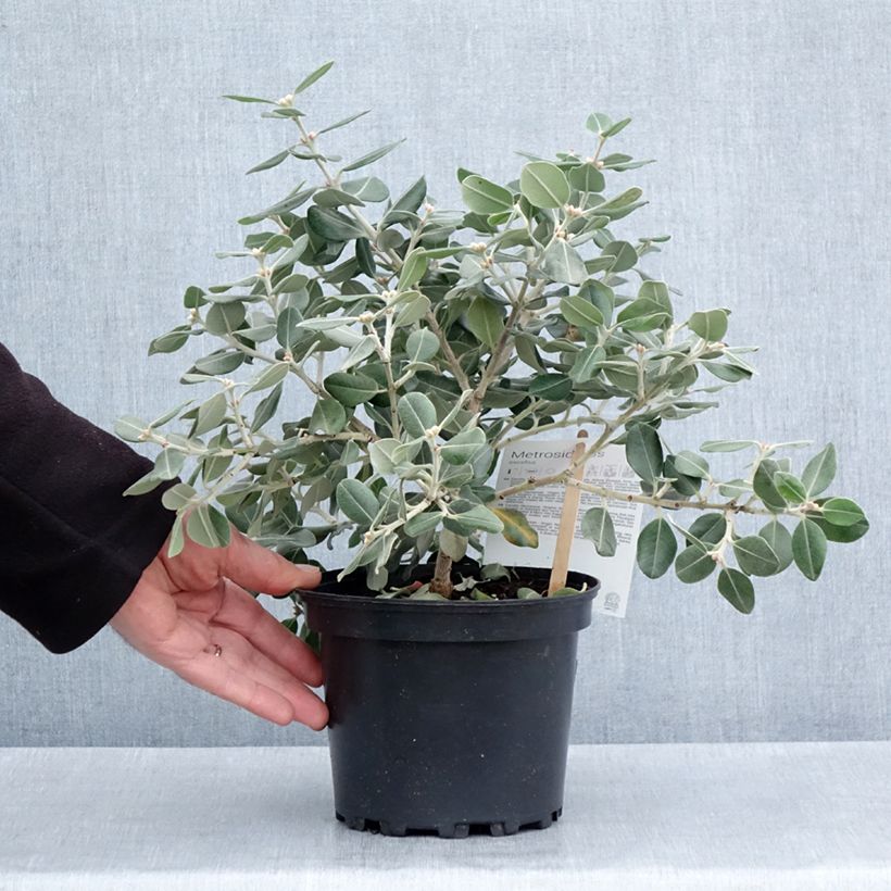 Example of Metrosideros excelsa Aurea - Neuseeländischer Eisenholzbaum Topf mit 2L/3L as you get in printemps