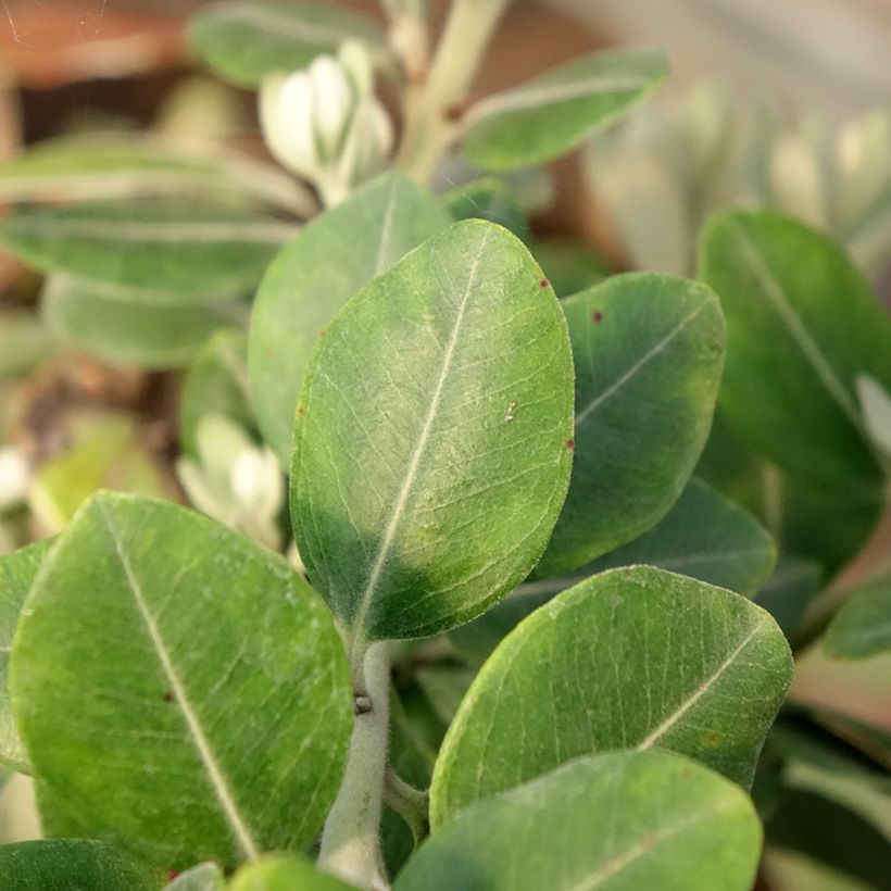 Metrosideros x thomasii - Eisenholzbaum (Laub)