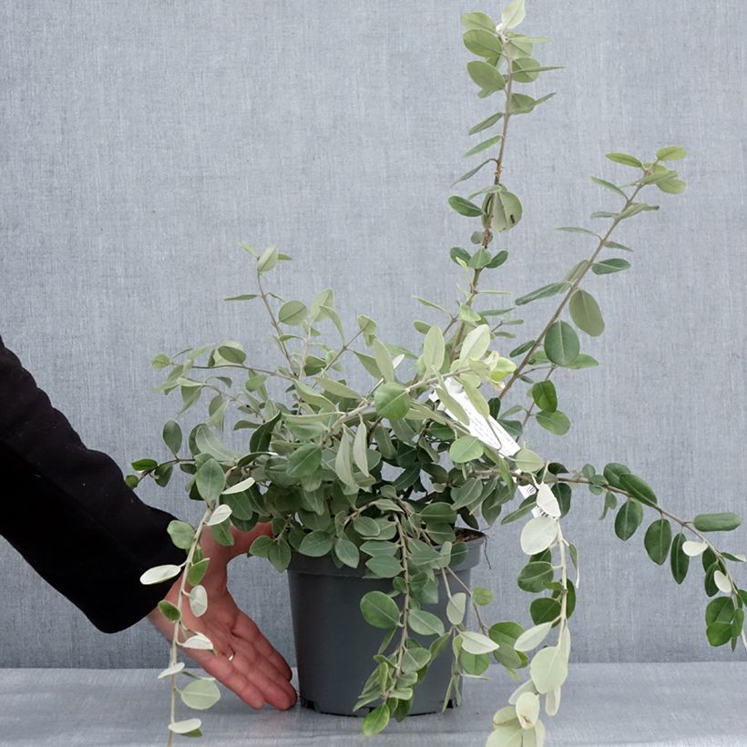 Exemplar von Metrosideros x thomasii Pot de 3L/4L wie im Winter geliefert