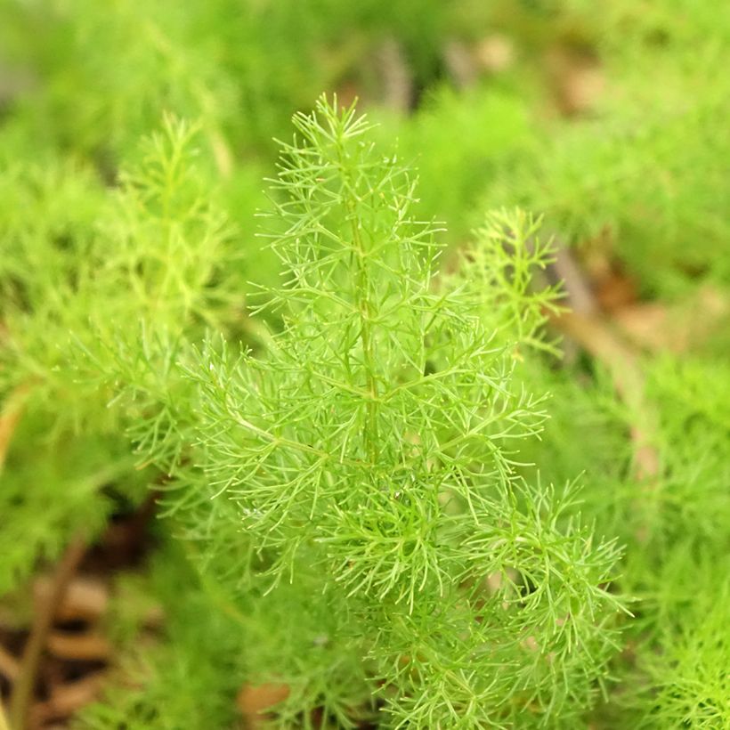 Bärwurz - Meum athamanticum (Foliage)