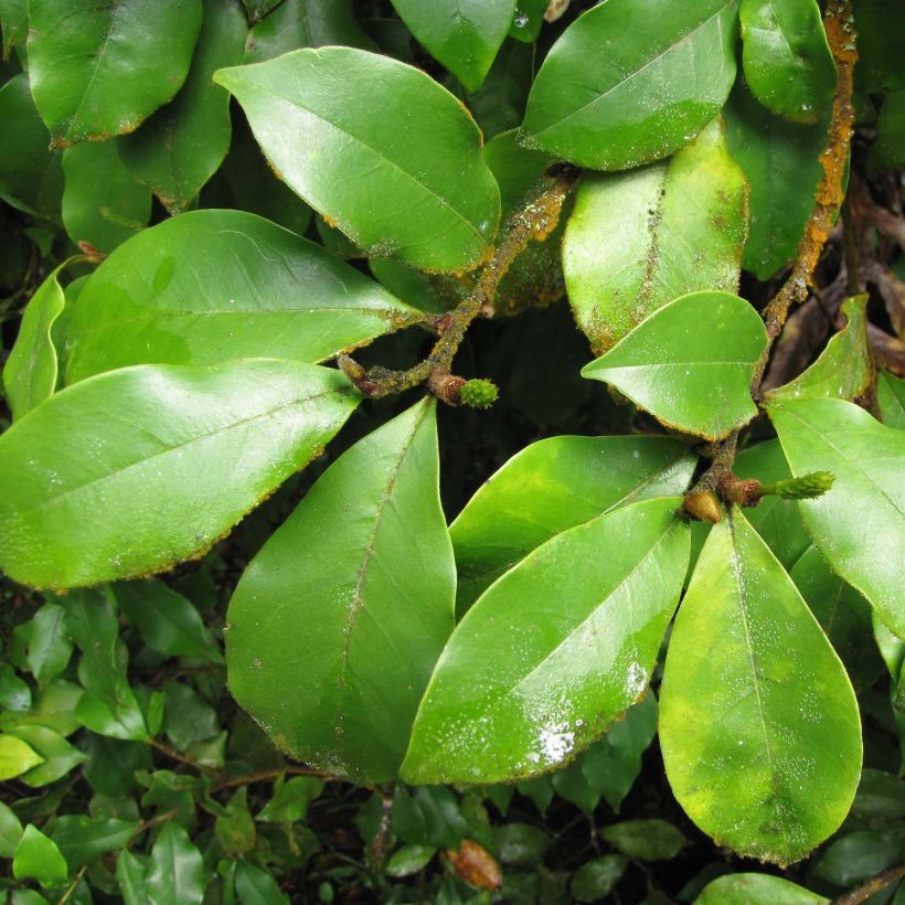 Magnolia figo - Bananenstrauch (Foliage)
