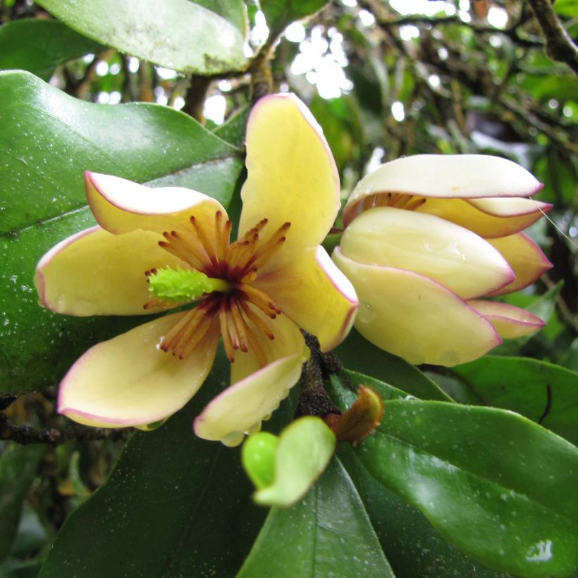 Magnolia figo - Bananenstrauch (Flowering)