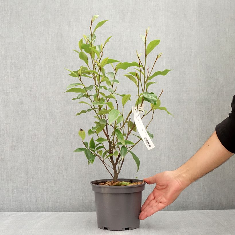 Exemplar von Magnolia figo - Bananenstrauch Topf mit 2L/3L wie im Sommer geliefert