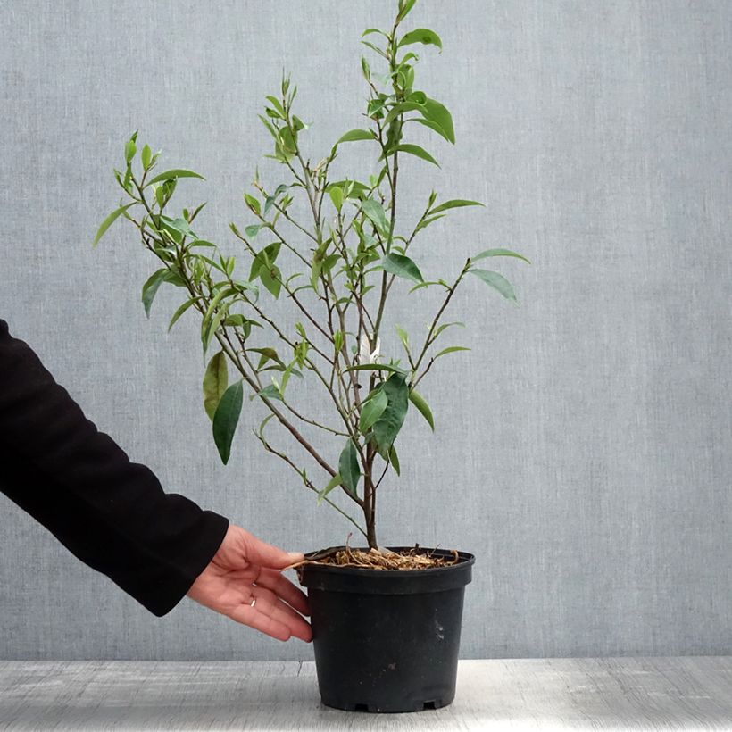 Example of Magnolia figo - Bananenstrauch Topf mit 2L/3L as you get in printemps