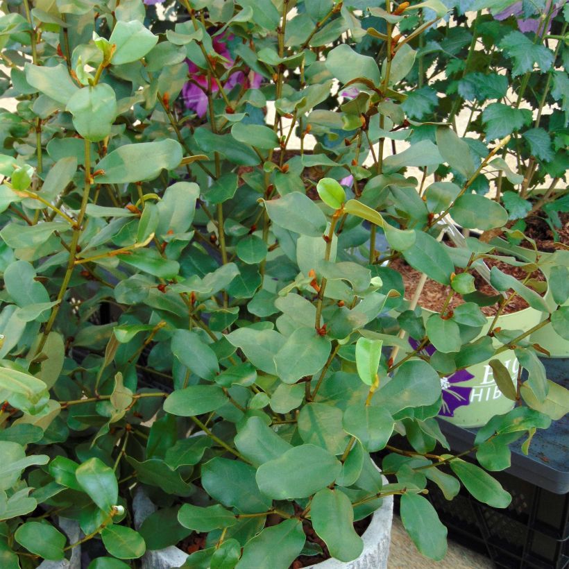 Magnolia yunnanensis Gail's Favorite - Yunnan-Magnolie (Wuchs)