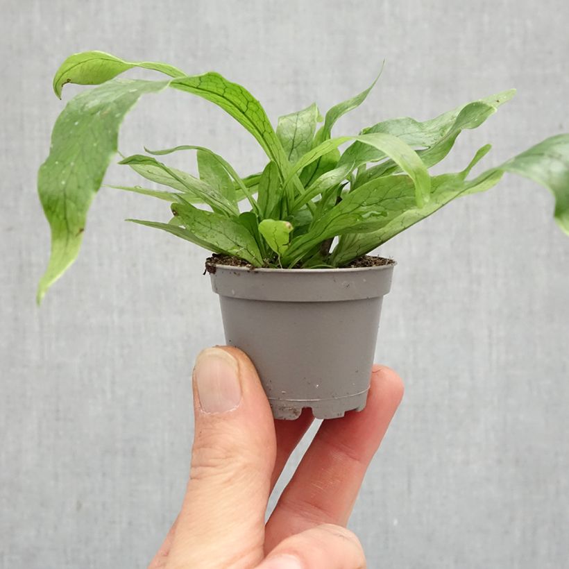 Exemplar von Microsorum musifolium Crocodyllus - Krokodilfarn Mini-Pflanze wie im Frühjahr geliefert