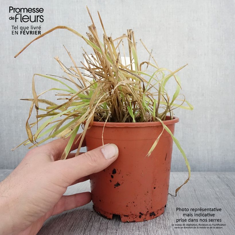 Exemplar von Milium effusum Aureum Pot de 1L/1,5L wie im Winter geliefert
