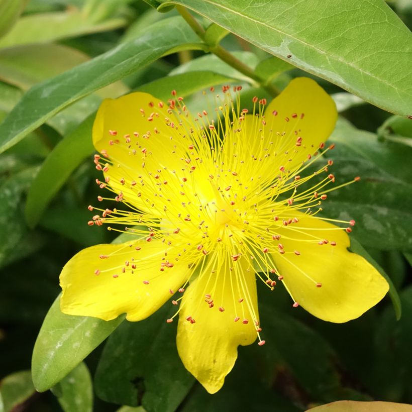 Hypericum calycinum - Kelchiges Johanniskraut (Blüte)