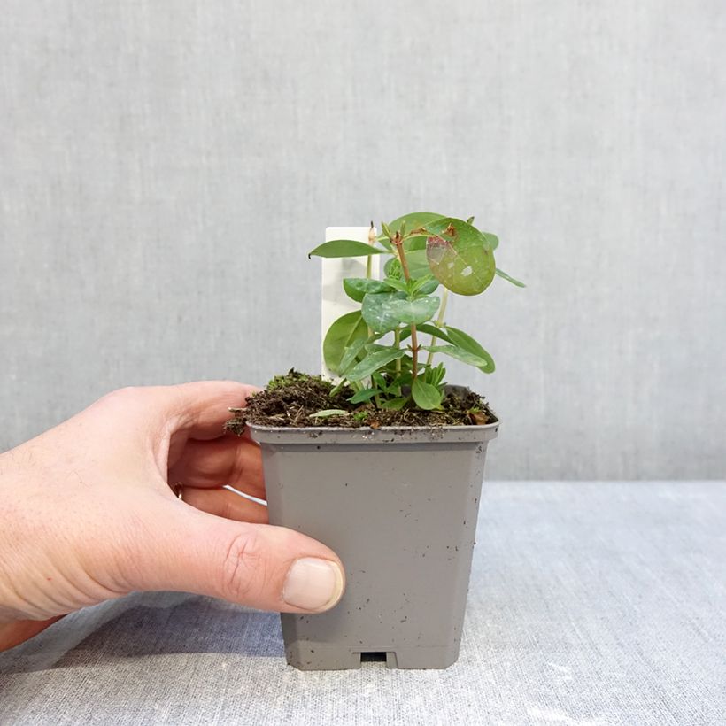 Exemplar von Hypericum calycinum - Kelchiges Johanniskraut Kleine Töpfe von 7/8 cm wie im Winter geliefert