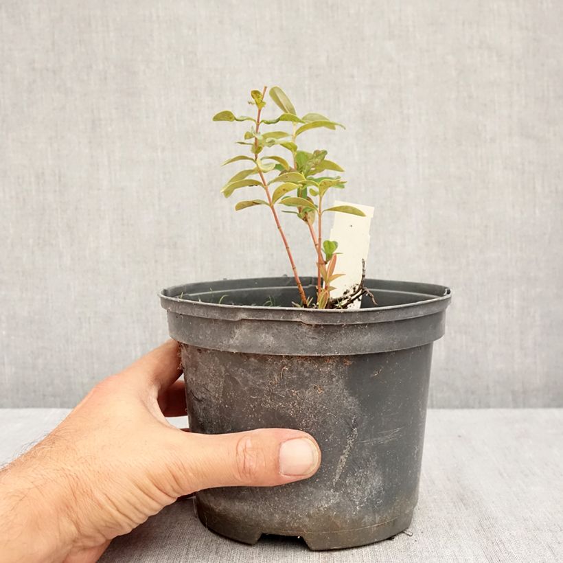 Exemplar von Hypericum calycinum - Kelchiges Johanniskraut Topf mit 2L/3L wie im Sommer geliefert
