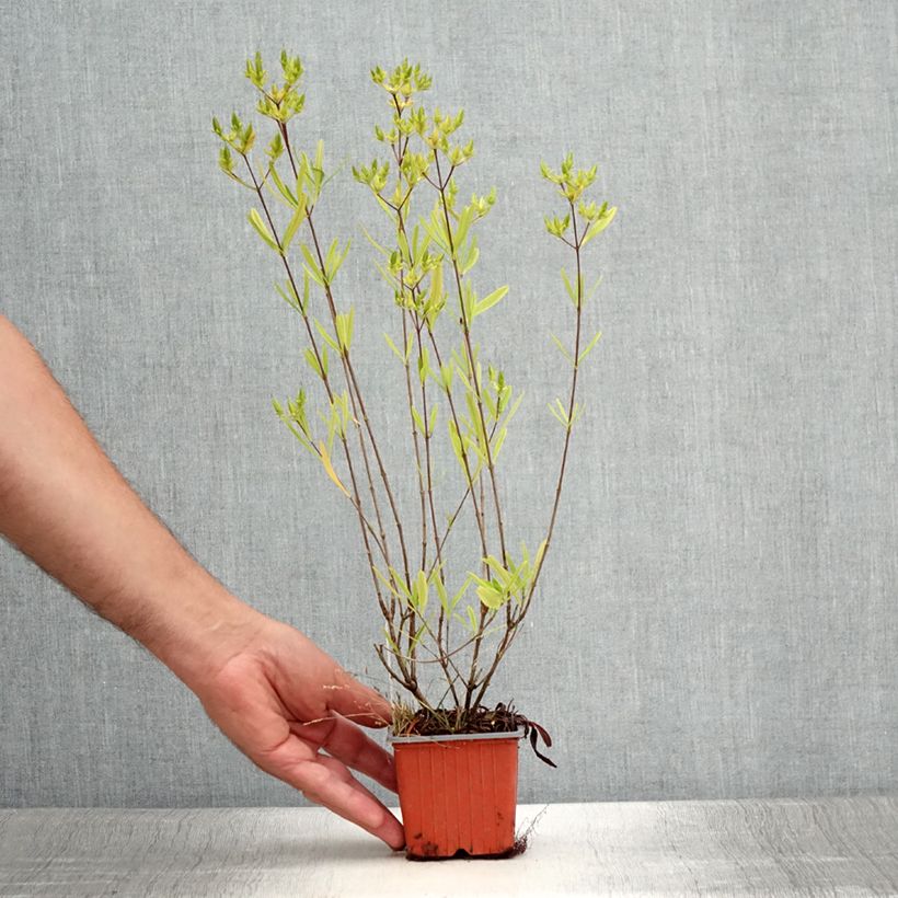 Exemplar von Hypericum densiflorum Buttercup - Johanniskraut Kleine Töpfe von 8/9 cm wie im Sommer geliefert