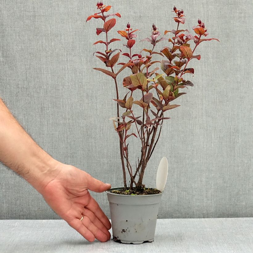 Exemplar von Hypericum MIRACLE Night - Johanniskraut Topf 12 cm / 13 cm wie im Sommer geliefert