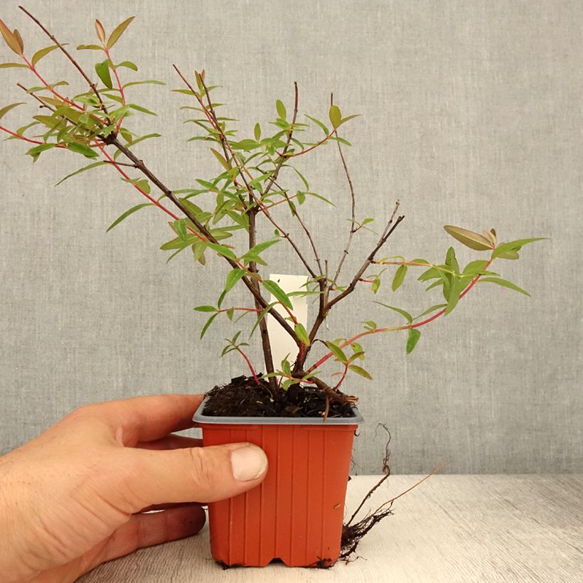 Example of Hypericum moserianum Tricolor - Johanniskraut Kleine Töpfe von 8/9 cm as you get in printemps