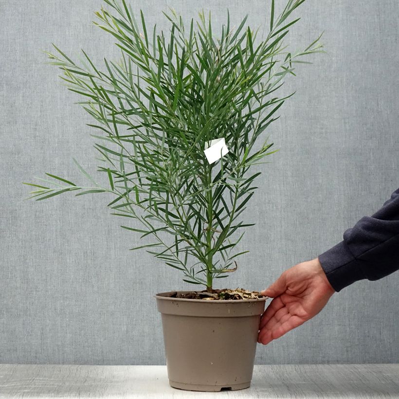 Exemplar von Acacia iteaphylla - Akazie Topf mit 4L/5L wie im Sommer geliefert