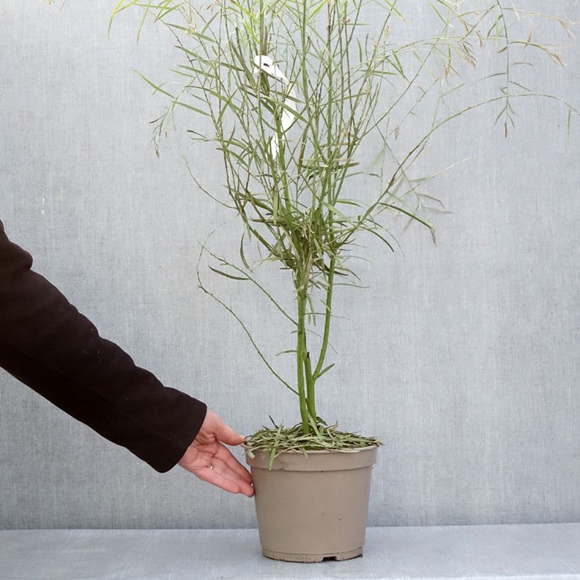 Example of Acacia iteaphylla - Akazie Topf mit 4L/5L as you get in printemps