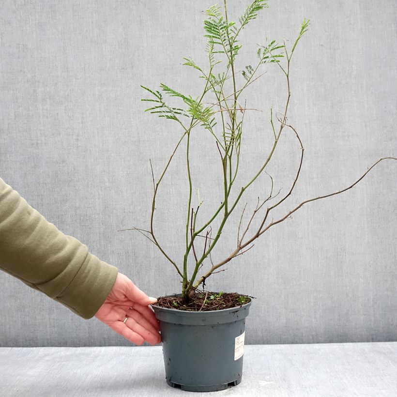 Example of Acacia dealbata - Silber-Akazie Topf mit 2L/3L as you get in hiver