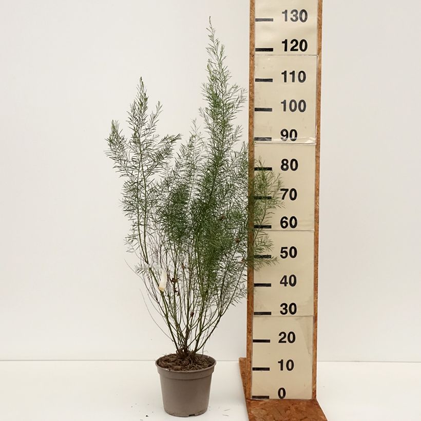 Example of Acacia boormanii - Akazie Topf mit 4L/5L as you get in hiver