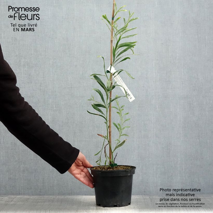 Example of Acacia retinodes Lisette - Akazie Topf mit 2L/3L as you get in printemps