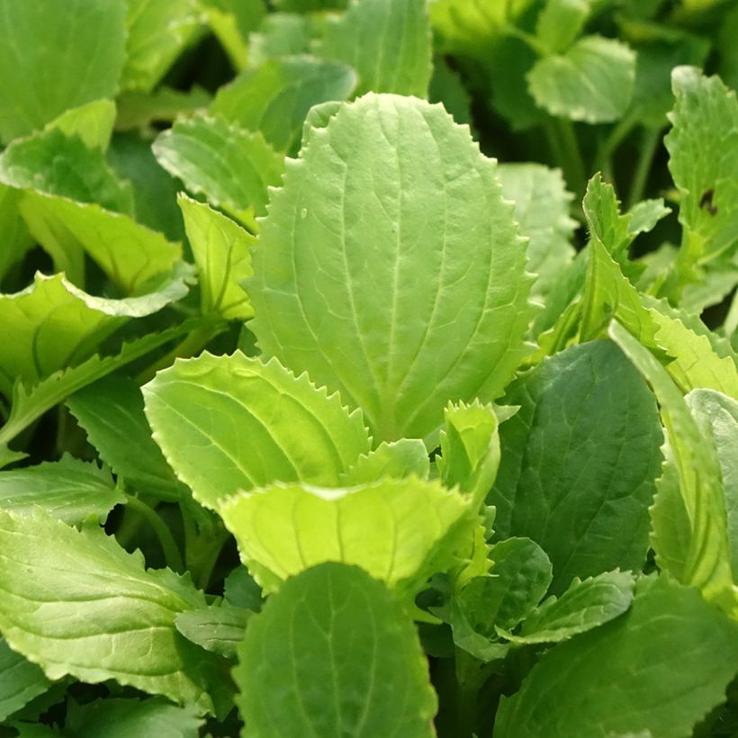 Gauklerblume Bonfire Red - Mimulus (Laub)