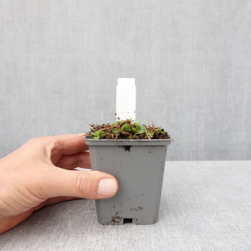 Exemplar von Gauklerblume Roter Kaiser - Mimulus cupreus Kleine Töpfe von 8/9 cm wie im Frühjahr geliefert