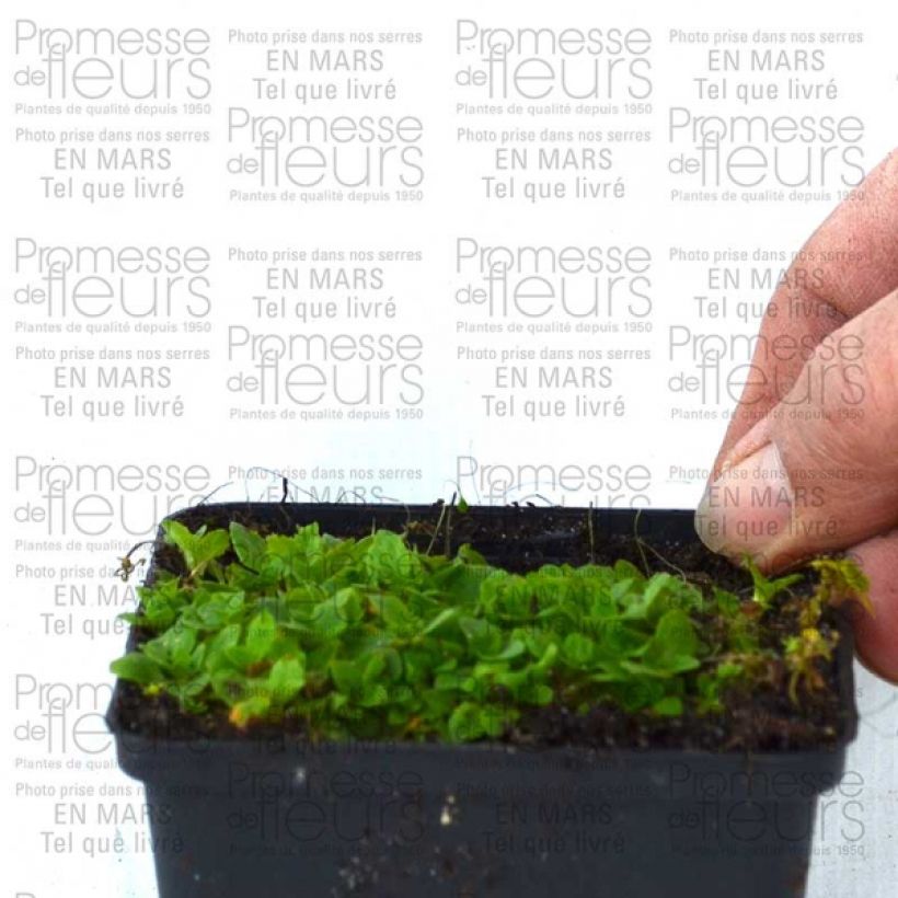 Beispiel eines Exemplars von Gauklerblume Highland Yellow - Mimulus Kleine Töpfe von 8/9 cm wie geliefert