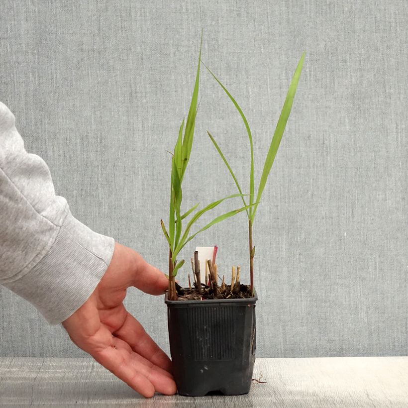 Exemplar von Amur-Silbergras - Miscanthus sacchariflorus Kleine Töpfe von 8/9 cm wie im Frühjahr geliefert