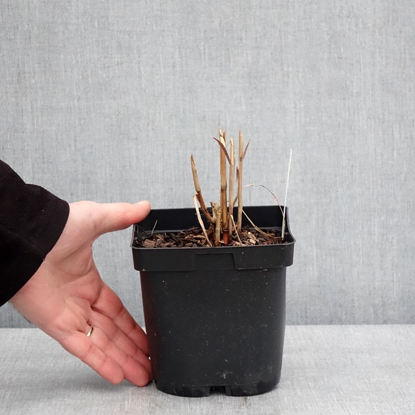 Exemplar von Miscanthus sacchariflorus - Roseau de Chine Pot de 2L/3L wie im Winter geliefert