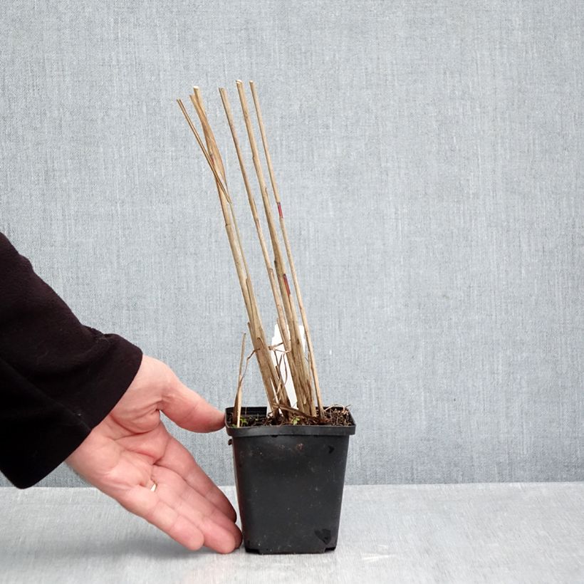 Exemplar von Chinaschilf Afrika - Miscanthus sinensis Kleine Töpfe von 8/9 cm wie im Herbst geliefert