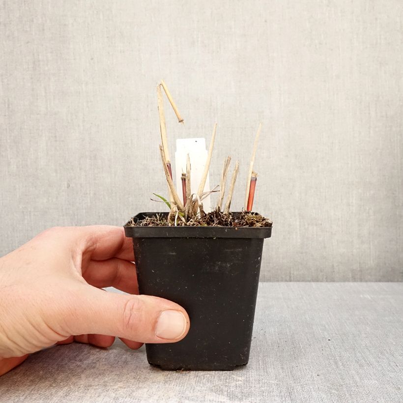 Exemplar von Chinaschilf Afrika - Miscanthus sinensis Kleine Töpfe von 8/9 cm wie im Frühjahr geliefert