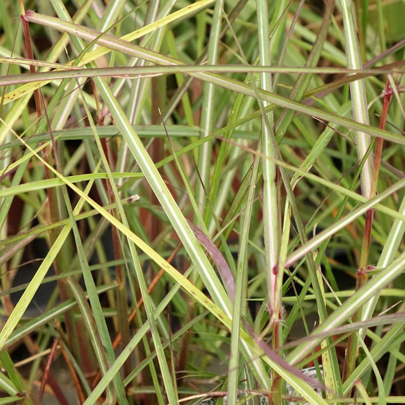 Chinaschilf Aperitiv - Miscanthus sinensis (Foliage)